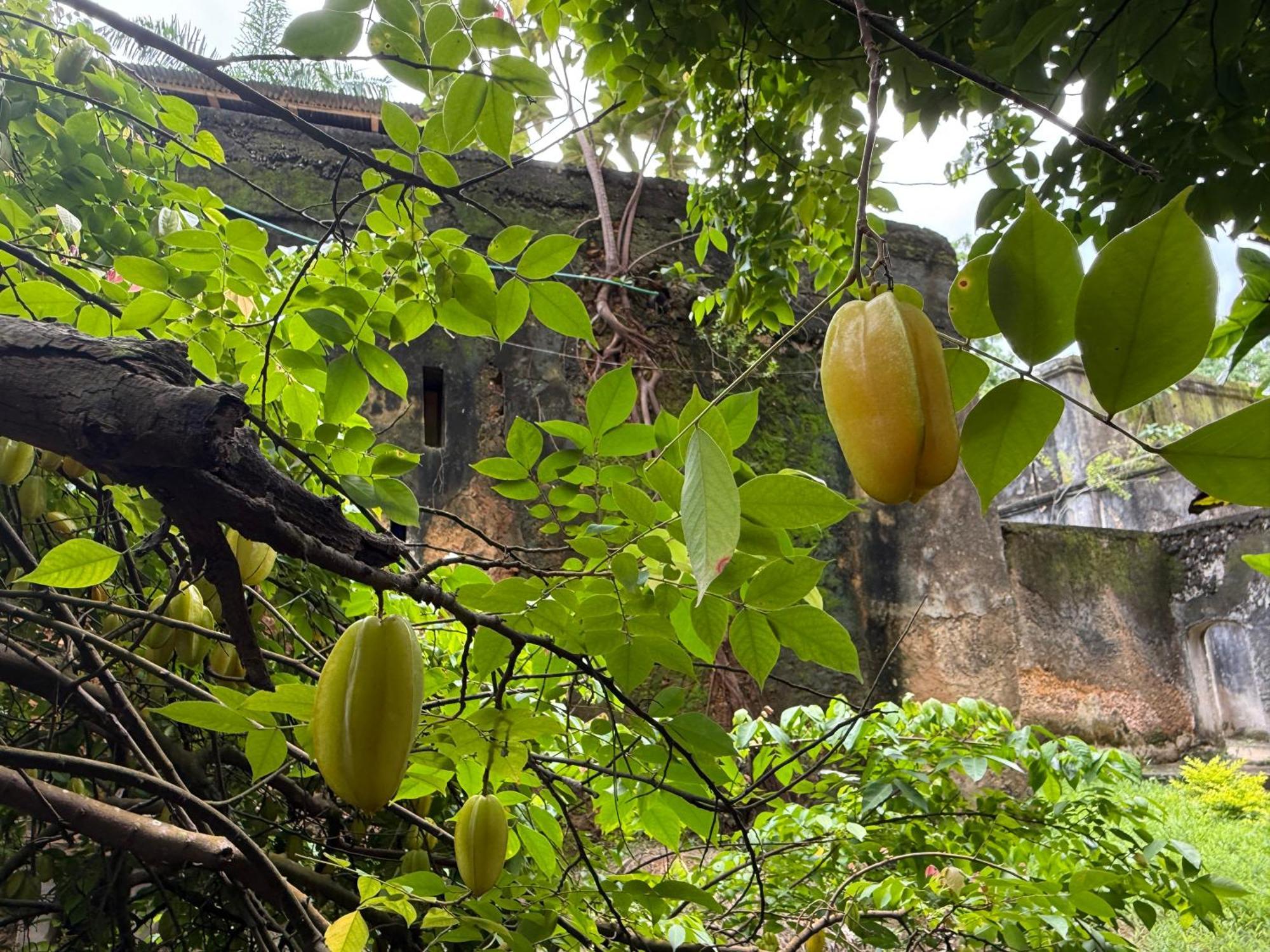 Mbweni Ruins & Gardens Previously Jungle Paradise Zanzibar Eksteriør bilde
